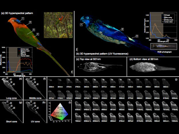 SuperBlack_41467_2017_2088_Fig3